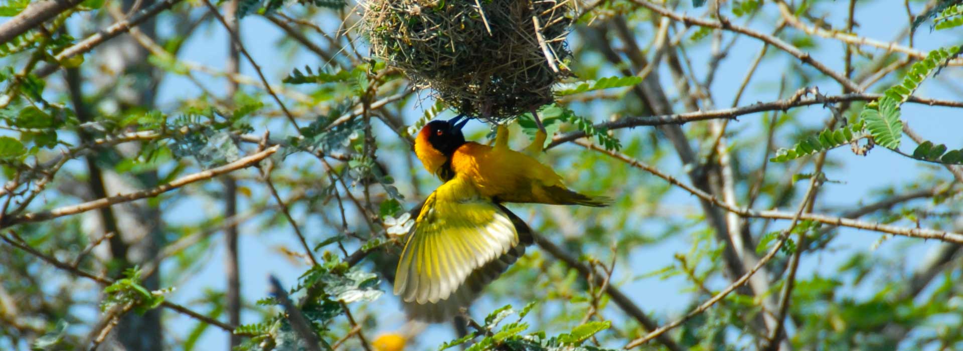 All You Need to Know about Entebbe Botanical Gardens