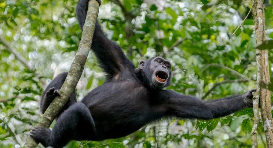 Chimpanzee tracking in Uganda