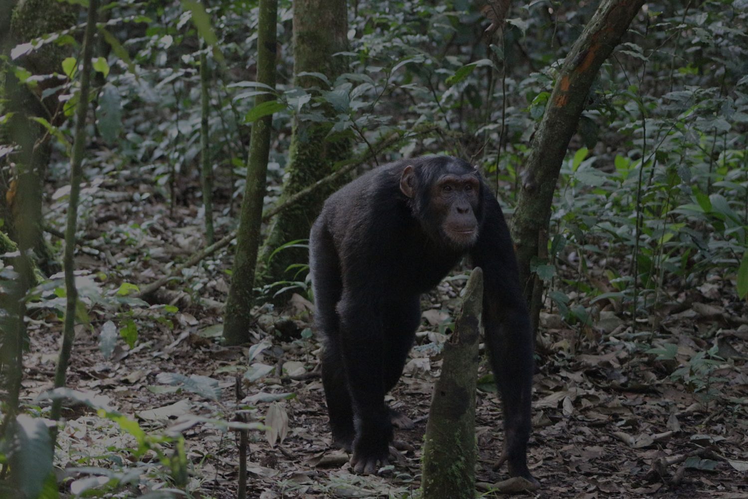 14 Days Uganda Gorilla Tour Adventure