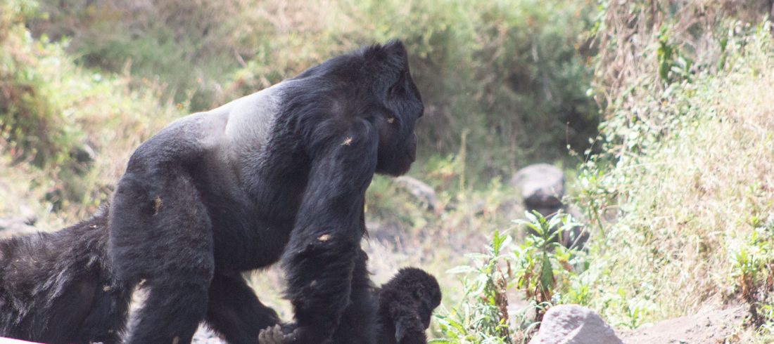 7 Days Rwanda Safaris & Gorillas