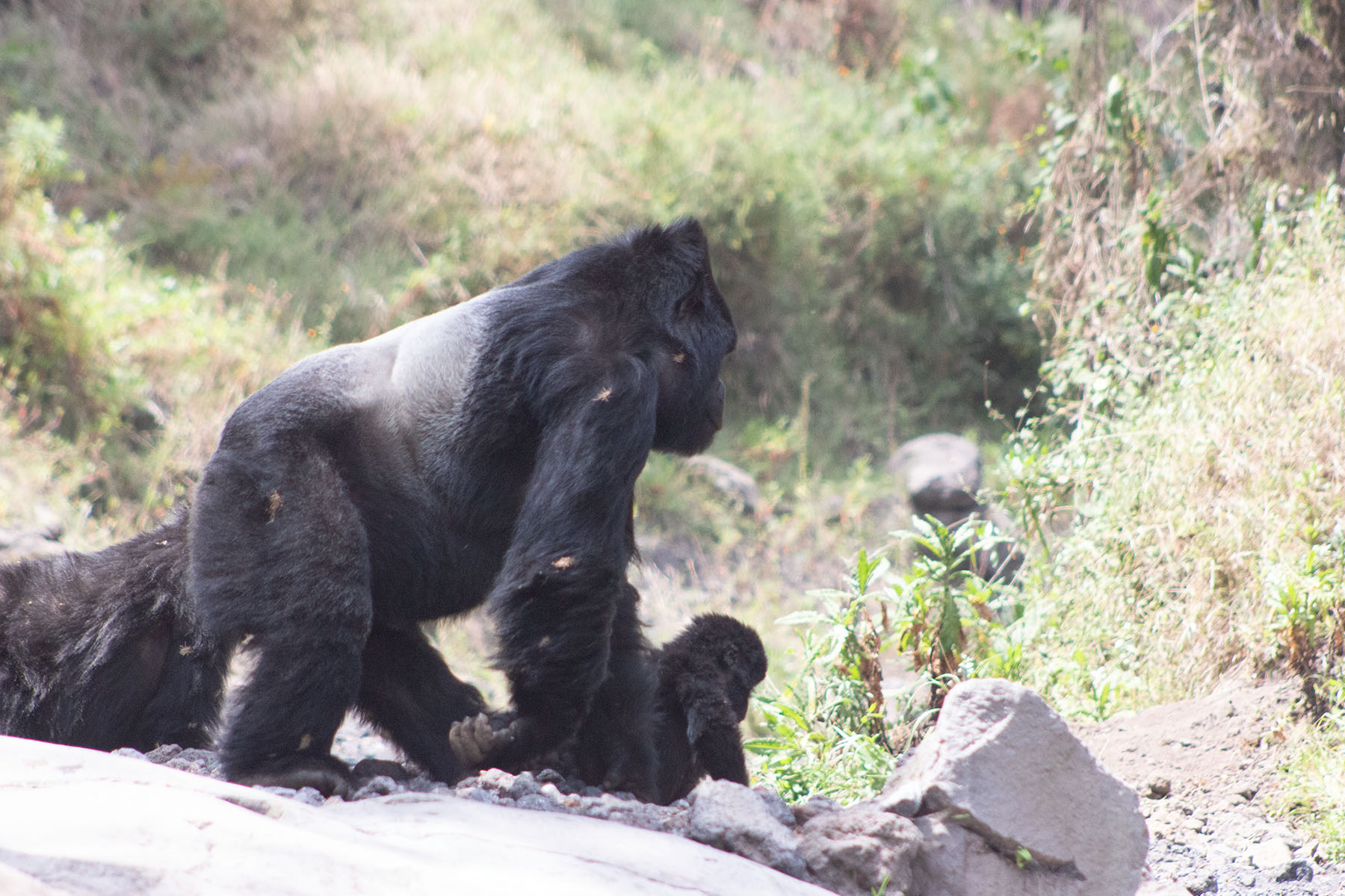 7 Days Rwanda Safaris & Gorillas