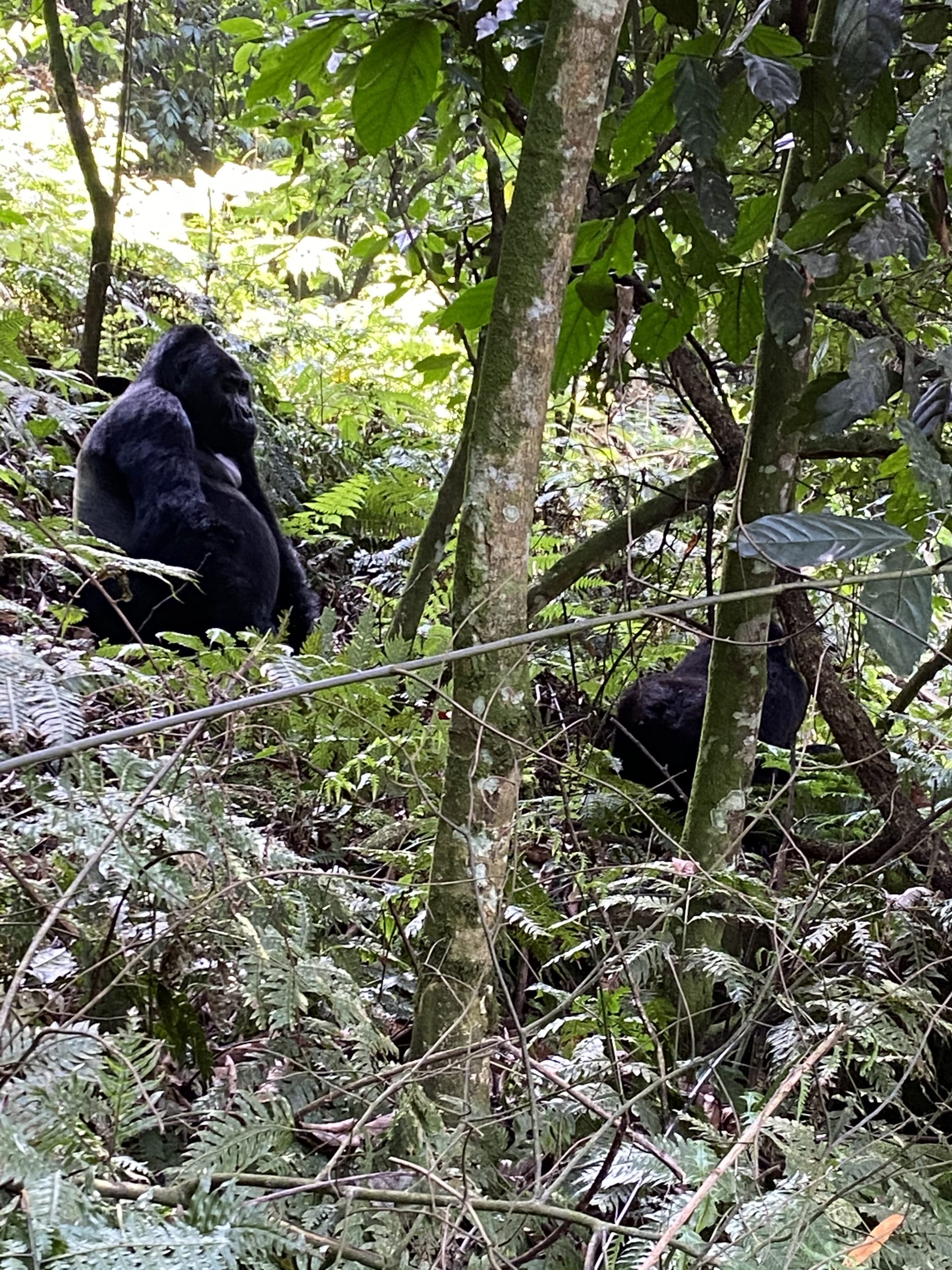 3 Days Gorilla tour Rwanda