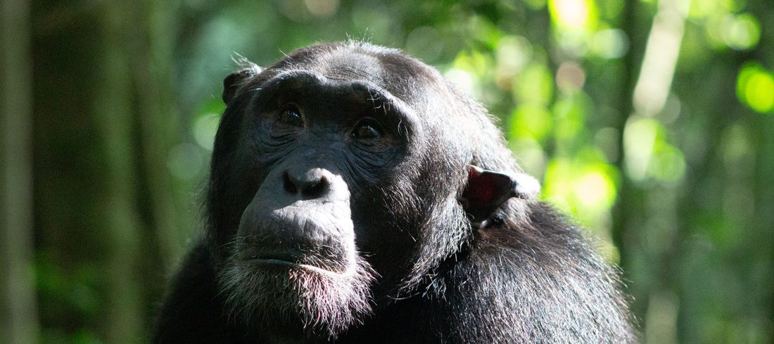 Rwanda gorilla chimpanzee tour