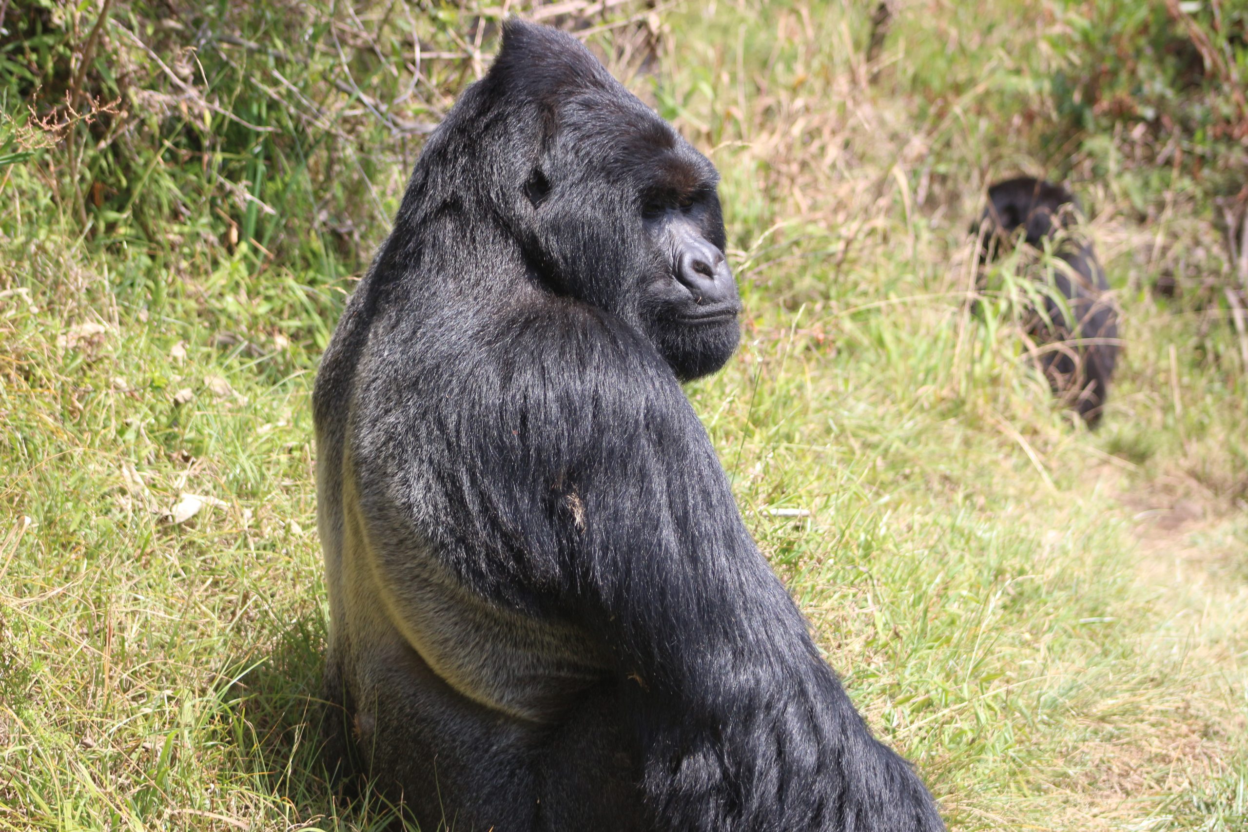 15 Days Chimpanzees, Gorillas & Wildlife Safari - Early Trails Expeditions