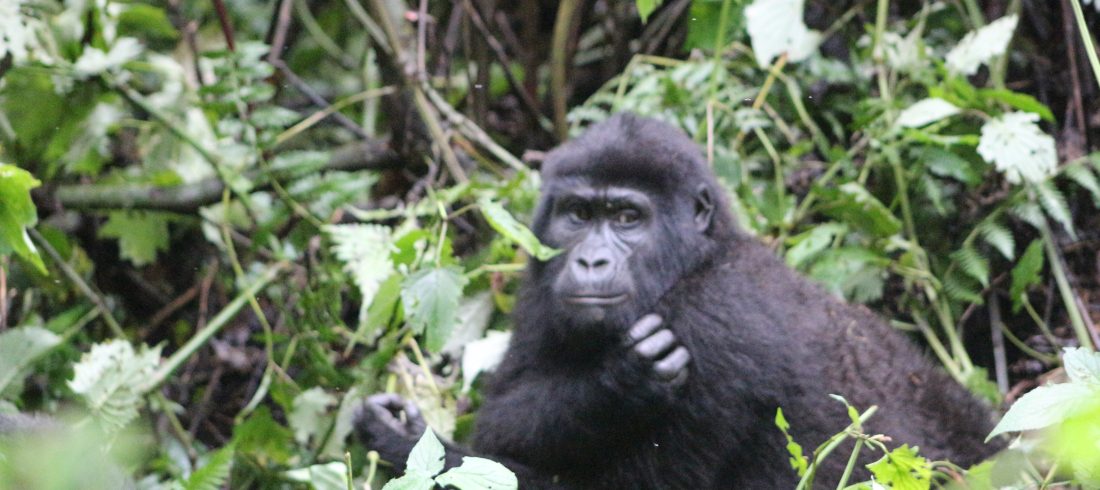 Gorilla trekking and Lake Bunyonyi safari