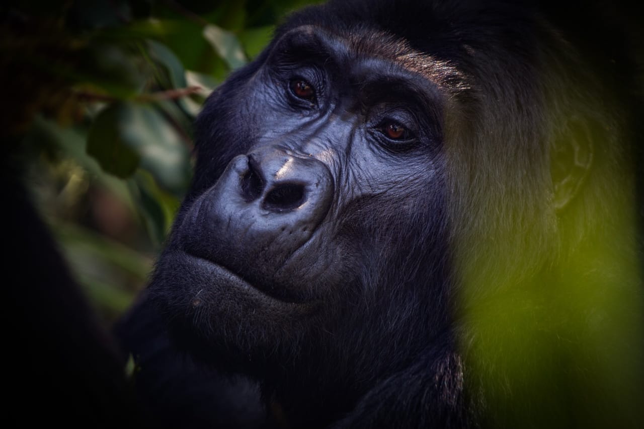 Gorilla in Bwindi forest impenetrable National park