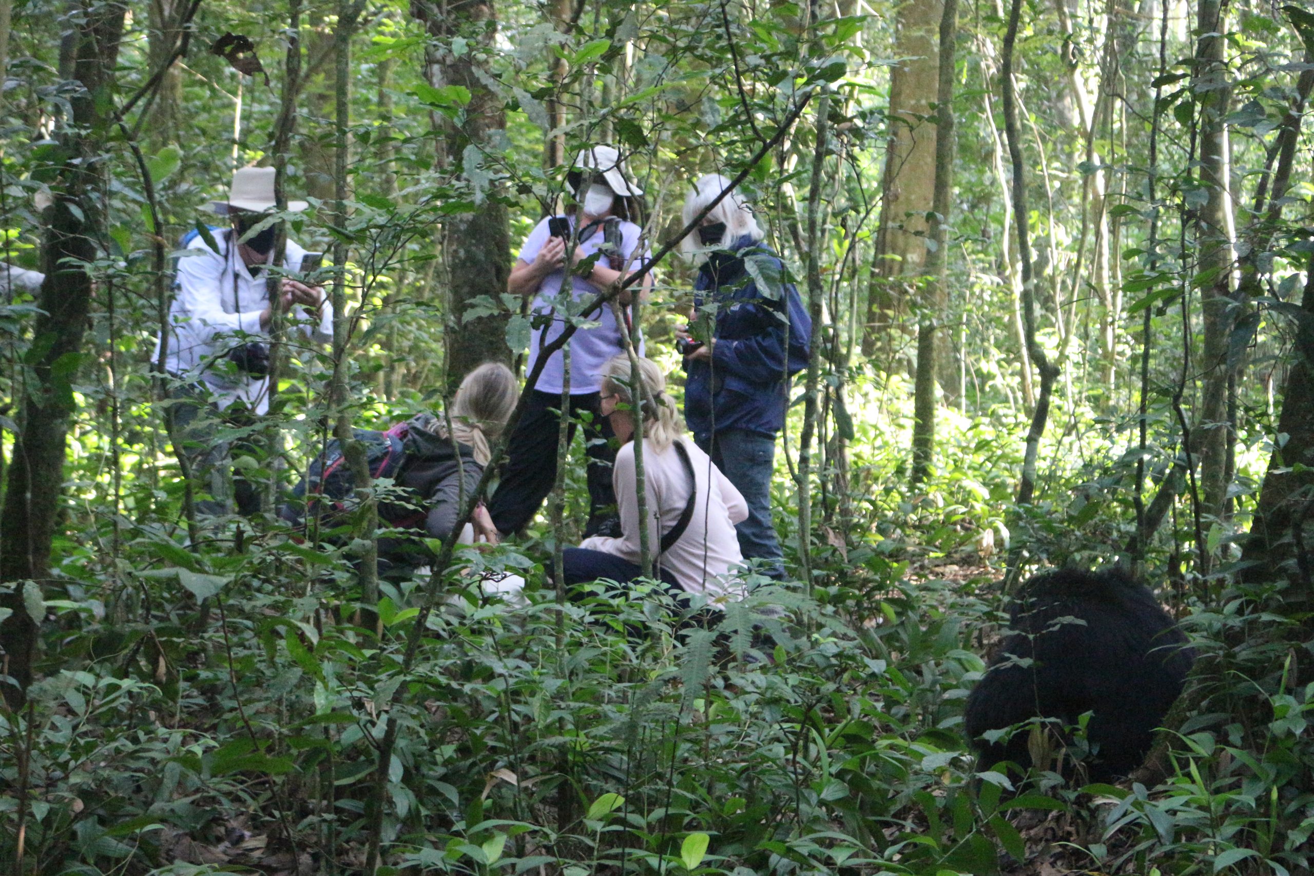 Tourists during chimpanzee habituation